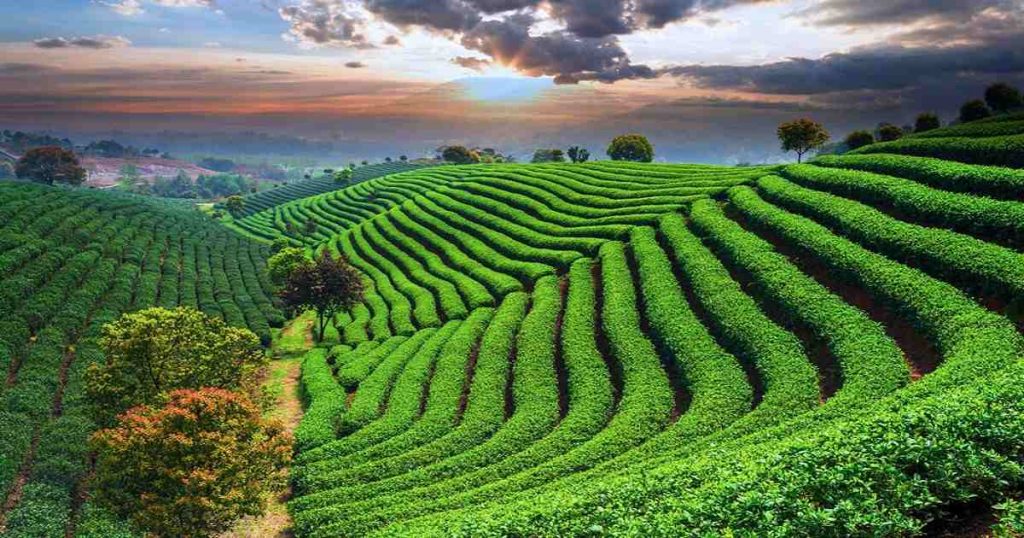 Green Tea
