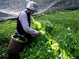 Shade-Grown-e1495561515863 Shade grown loose leaf green tea