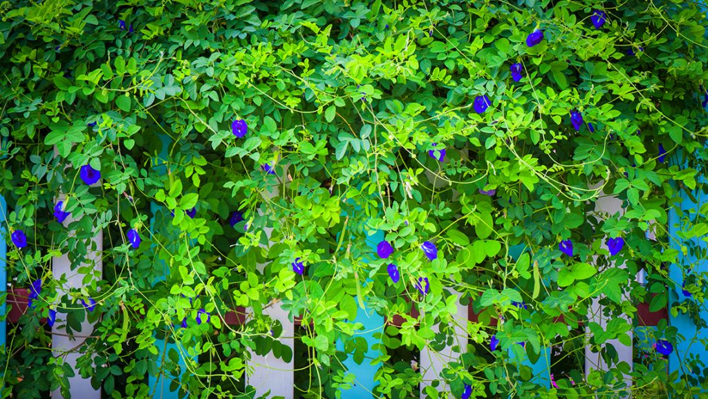 Butterfly Pea Plant in Bloom Butterfly Pea plant with green foliage and vibrant blue flowers growing on a wall